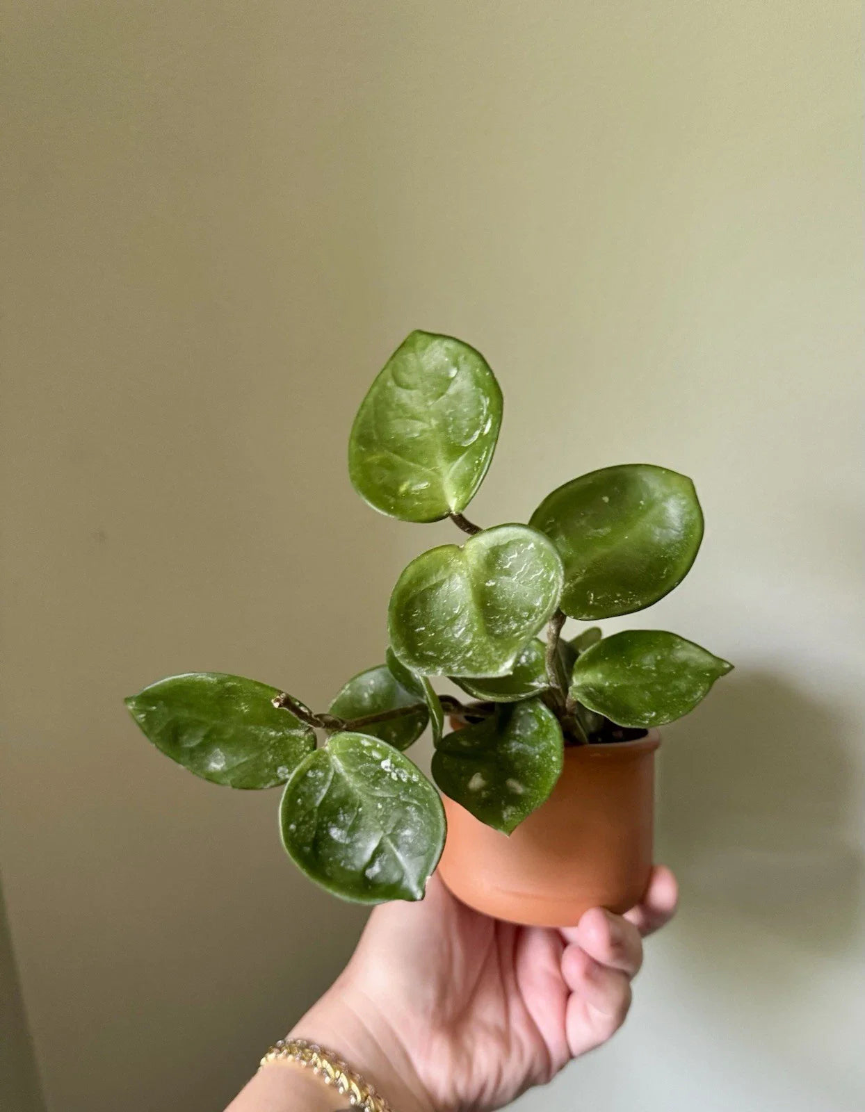 Hoya Chelsea Cuttings - Rooted Hoya Carnosa Chelsea Plant Cuttings - Indoor Houseplant - Easy Care Succulent