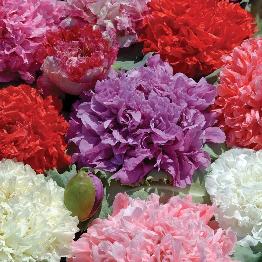 Poppy Peony Double Mixed Seeds, 100 Count, Red Pink White Purple Blooms, Papaver paeoniflorum