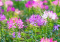 Spider Plant Seeds - 100 Count - Exotic Mixed Color Cleome Flowers - Ideal for Planting