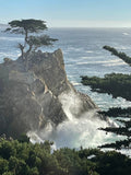 Monterey Cypress Seeds - Cupressus macrocarpa - Organic Tree Seeds for Planting