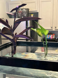 Pothos Cutting | Rooted Plant | Green Vine | Epipremnum aureum