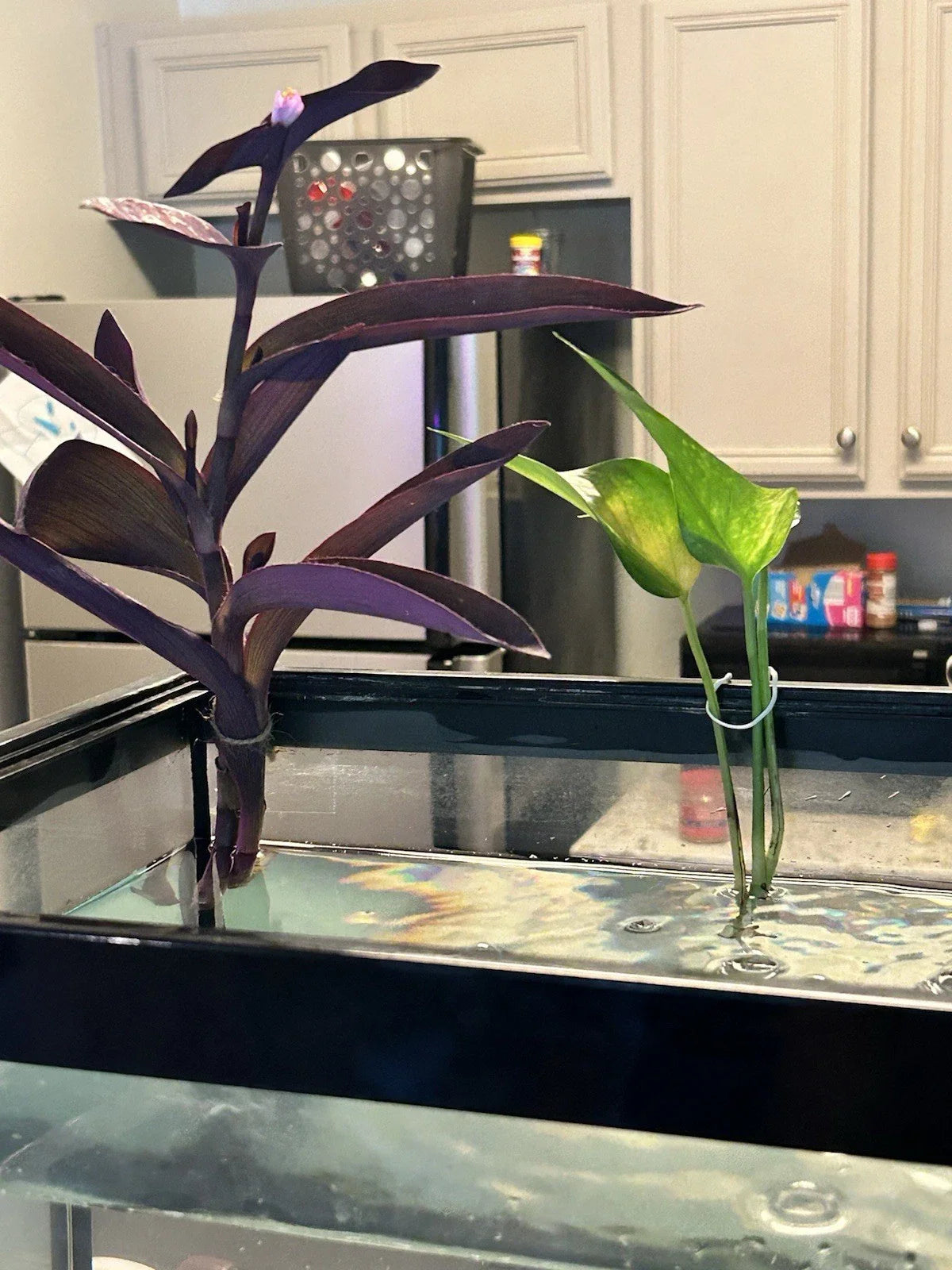 Pothos Cutting | Rooted Plant | Green Vine | Epipremnum aureum