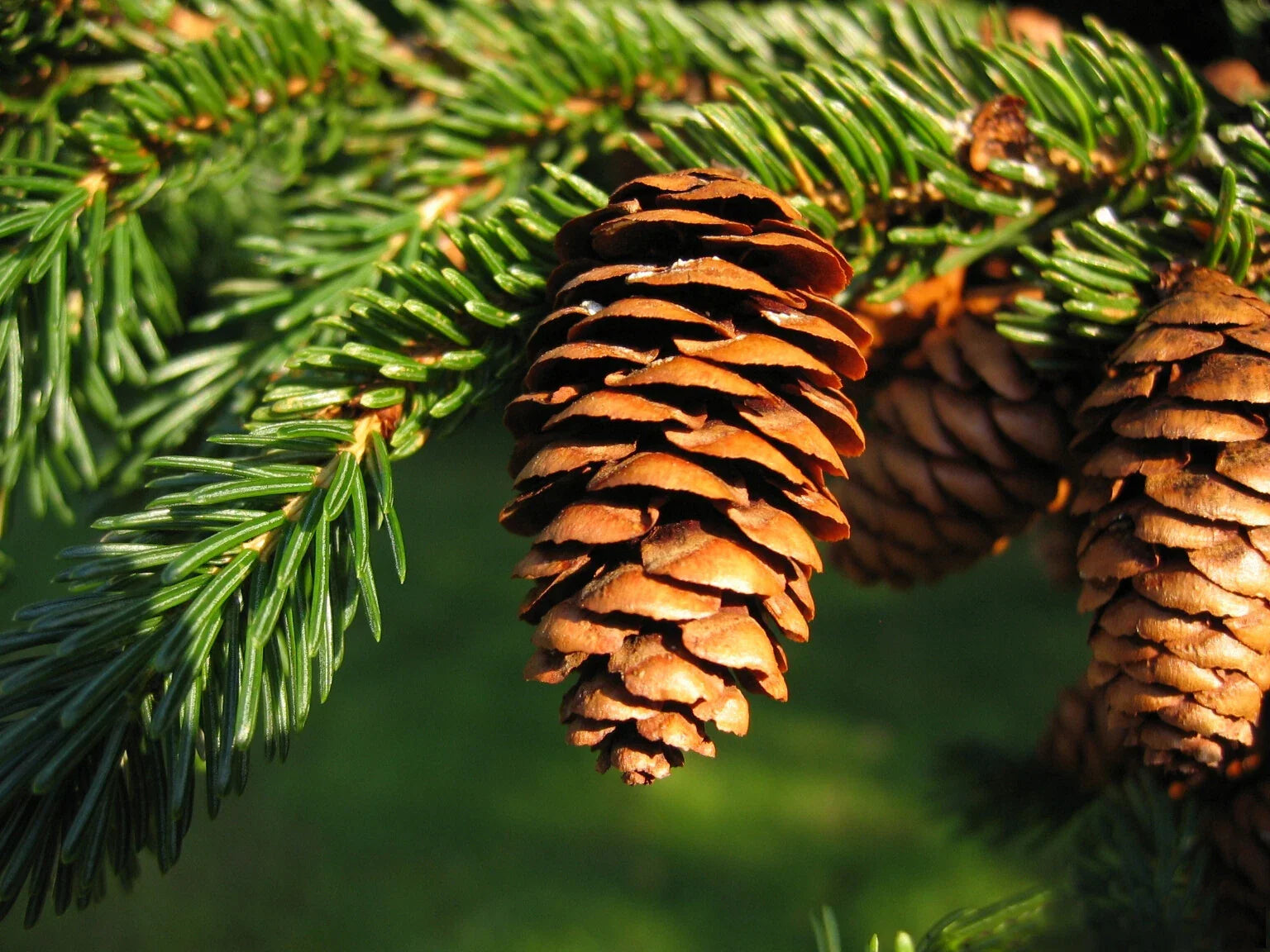 Red Spruce Seeds, 50 Count, Picea rubens, Evergreen Conifer for Gardening and Reforestation