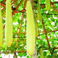 Nam Tao Ngam Long Bottle Gourd Seeds - Hybrid Calabash for 2025 Planting - Cucurbita Maxima