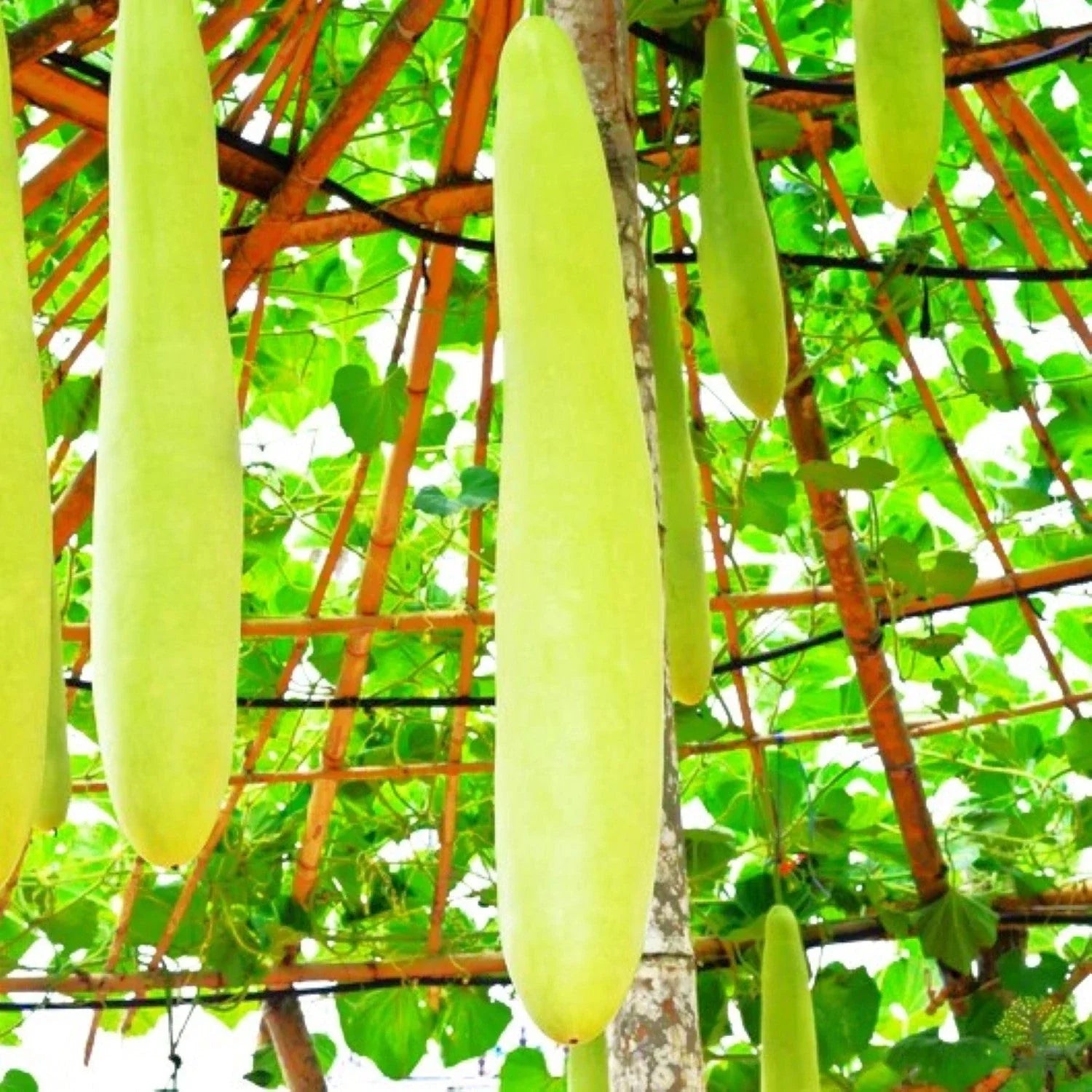 Nam Tao Ngam Long Bottle Gourd Seeds - Hybrid Calabash for 2025 Planting - Cucurbita Maxima