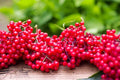 Red Elderberry Seeds - 50 Non-GMO Seeds - Sambucus racemosa - Planting Seeds for Garden