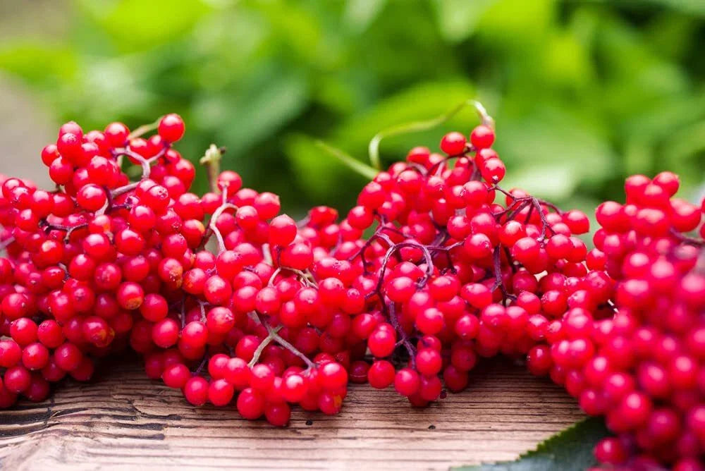Red Elderberry Seeds - 50 Non-GMO Seeds - Sambucus racemosa - Planting Seeds for Garden