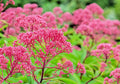 Thoroughwort Herb Seeds 1,000 Count - Eupatorium perfoliatum - Native Wildflower Seeds for Planting