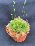 Sundew Drosera spathulata Carnivorous Plant 2.5" Pot Rooted
