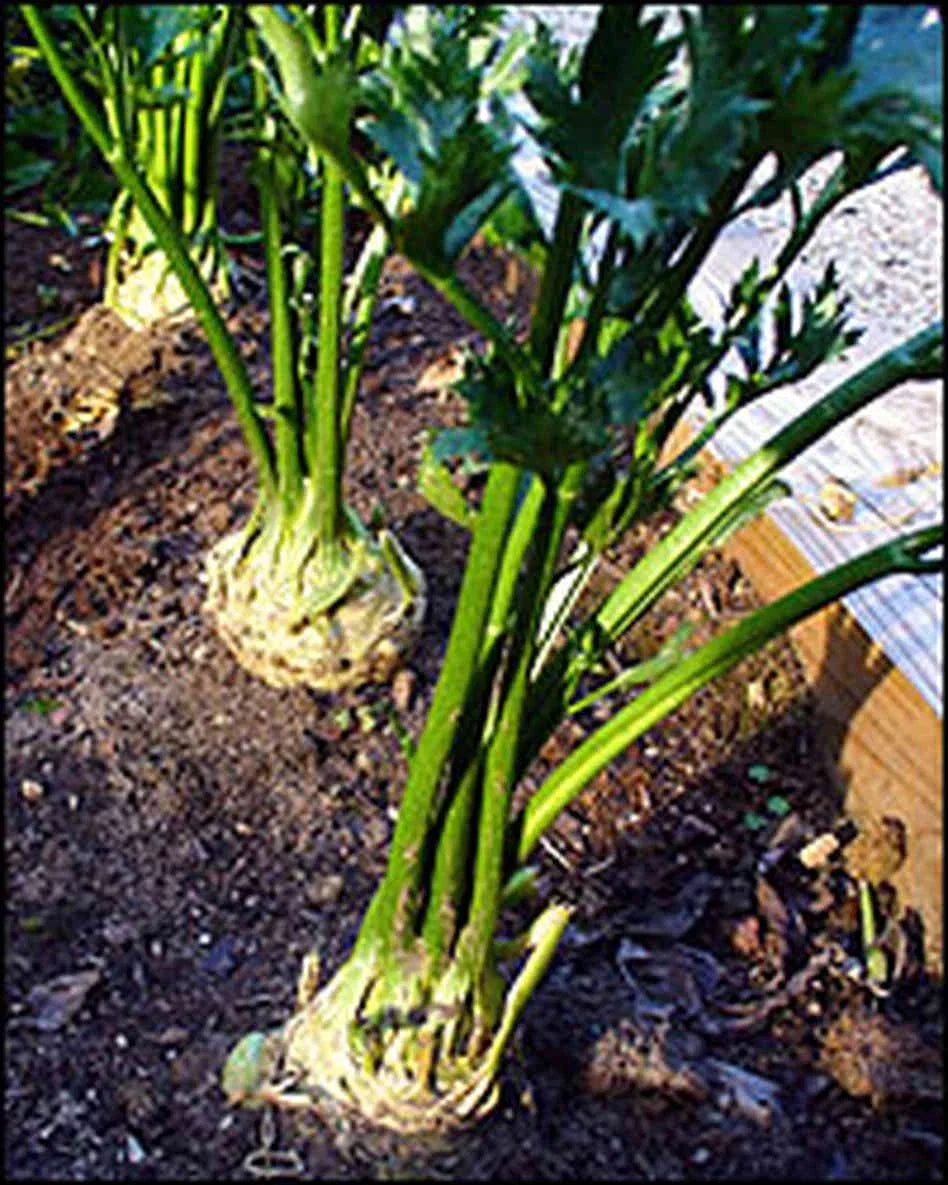 Giant Prague Celeriac Seeds - 200 Count - Great Tasting Variety - Tastes Like Parsley/Celery - Perfect for Home Gardening