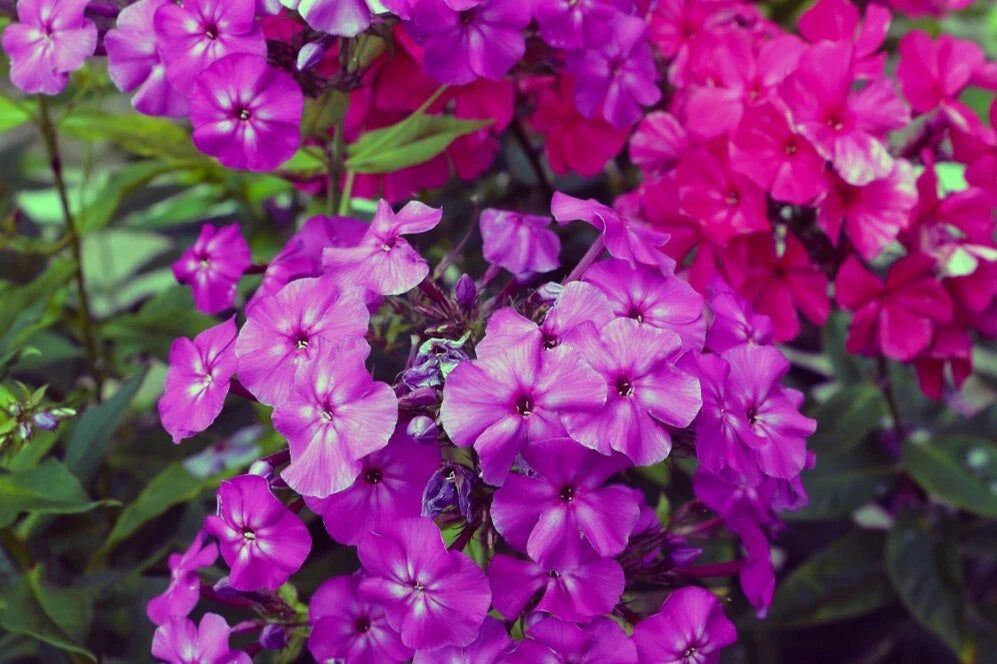 Le Mahdi Phlox Seeds - 100+ Seeds for Garden Planting - Phlox paniculata - USA Quality, Free Shipping