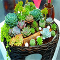 Mixed Succulent Plant Seeds - 100pcs Pack - Lithops Seeds - Drought-Tolerant Succulents for Home & Garden