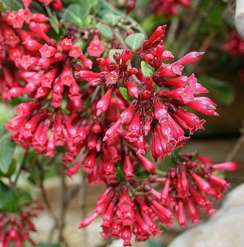 Red Jasmine Live Plant 6-8" Cestrum Newellii No Pot