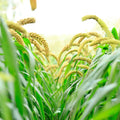Weeping Foxtail Millet Seeds (100 Seeds) - German Millet, Ornamental Planting, Setaria italica