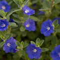 Evolvulus Blue Daze Live Plant Plug - Well-Rooted, 1 Plug, Blue Flowers, Ground Cover, Perennial, Outdoor Garden Plant