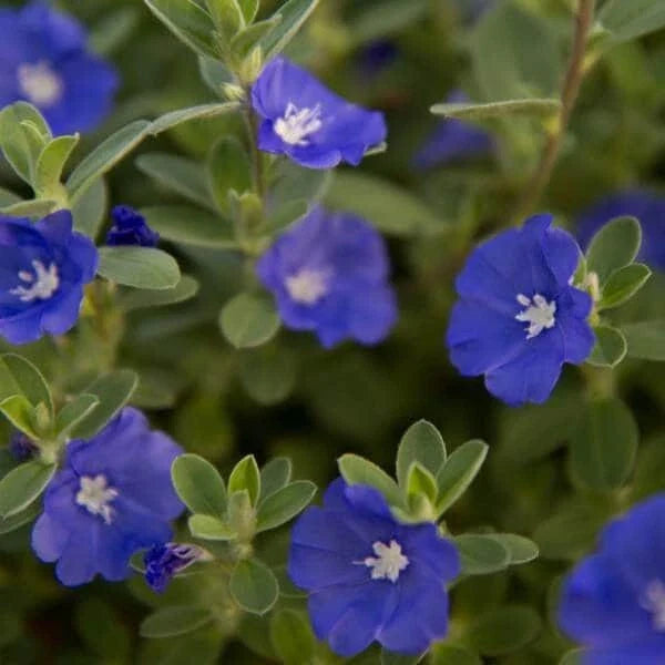 Evolvulus Blue Daze Live Plant Plug - Well-Rooted, 1 Plug, Blue Flowers, Ground Cover, Perennial, Outdoor Garden Plant