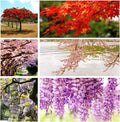 Non-GMO Heirloom Bonsai Seeds - 10 Varieties, Red Maple, Elm Tree, Blue - Acer rubrum, Ulmus americana
