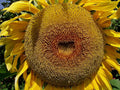 American Giant Hybrid Sunflower Seeds - 50 Count - Helianthus annuus - Perfect for Large Blooms