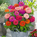 Pulcino Mix Zinnia Seeds - 100+ Count - Colorful Garden Flowers - Zinnia elegans - USA, Free Shipping