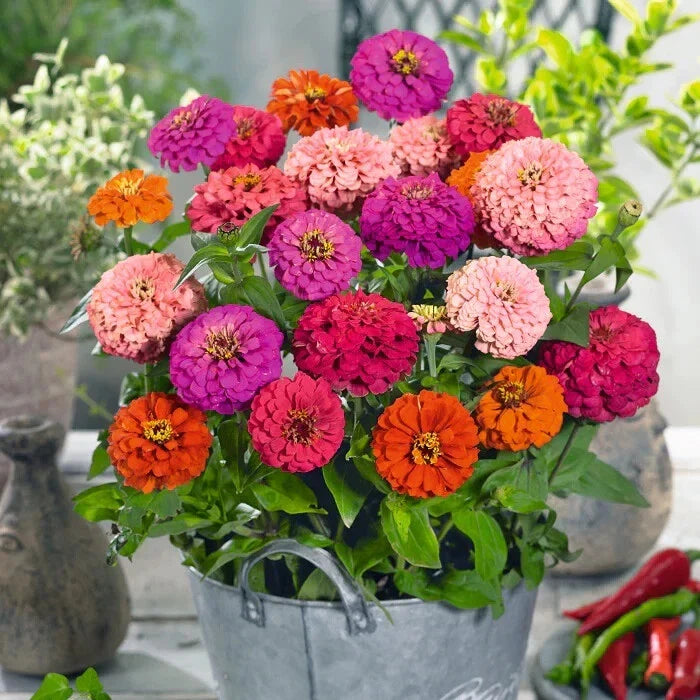 Pulcino Mix Zinnia Seeds - 100+ Count - Colorful Garden Flowers - Zinnia elegans - USA, Free Shipping