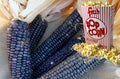 Shaman's Blue Popcorn Seeds - 30+ Heirloom Seeds for Home Gardening - Zea mays everta