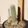 Sneed's Pincushion Cactus Live Plant - Escobaria sneedii var. sneedii - Succulent Cactus for Indoor or Outdoor Gardens