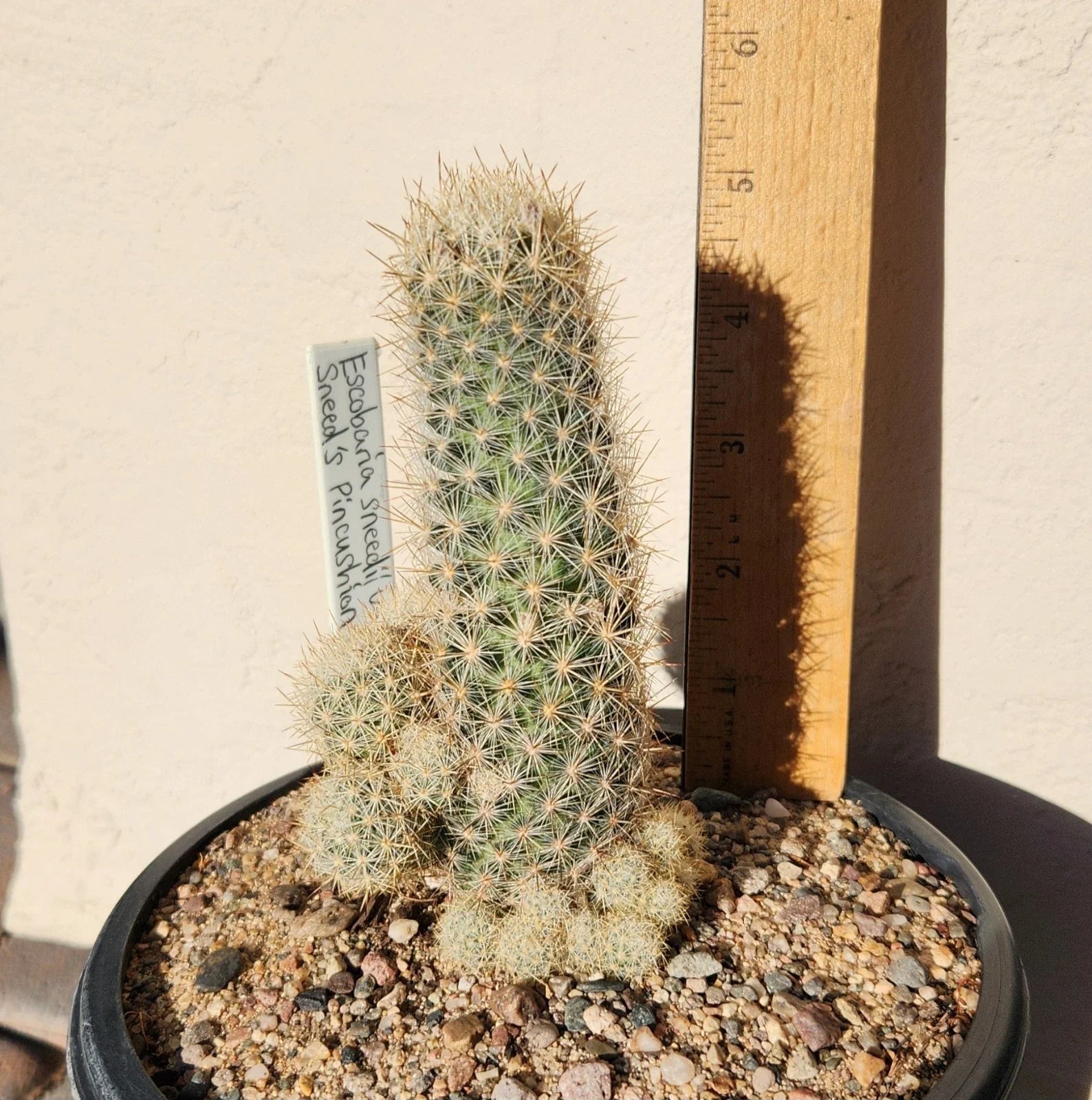Sneed's Pincushion Cactus Live Plant - Escobaria sneedii var. sneedii - Succulent Cactus for Indoor or Outdoor Gardens