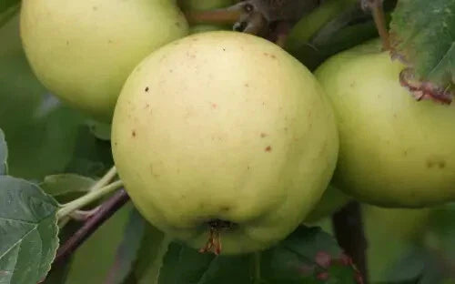 Bulmer's Norman Apple Seeds, 25+ Pack, Heirloom Variety, Malus domestica - USA - Perfect for Garden Planting