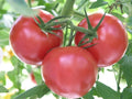 Rutgers Tomato Seeds, 30 Non-GMO Seeds, Jersey Variety, Solanum lycopersicum, Free Shipping