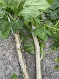 Hawaii Chaya Cuttings - 15 Volcanic Soil Superfood - Cnidoscolus