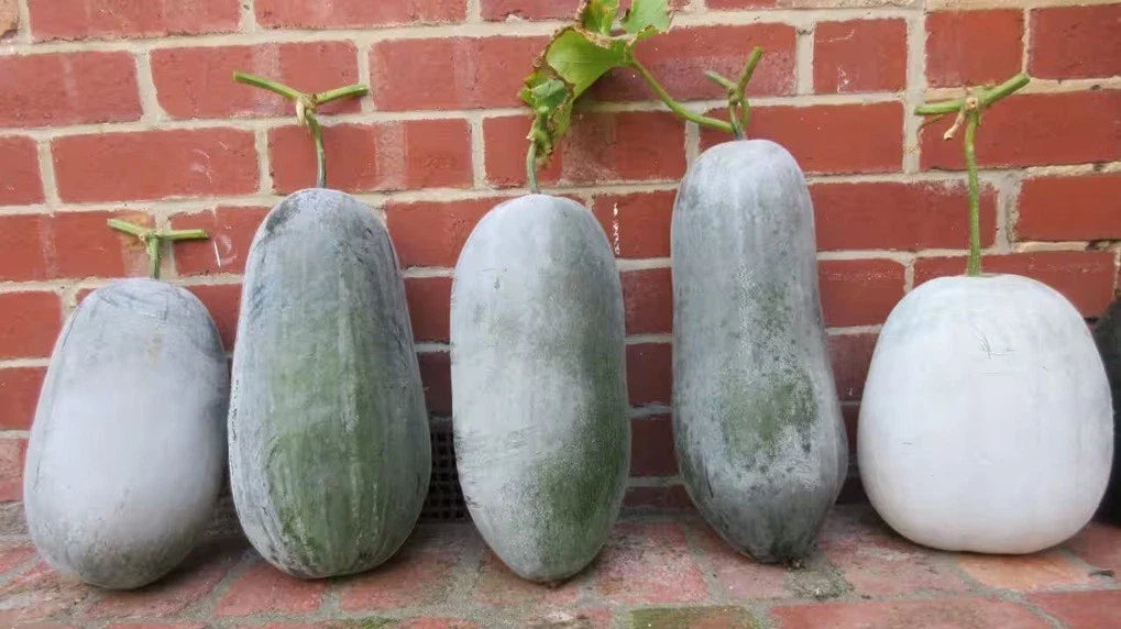 Winter Melon Seeds Mix - Hairy/White/Green Skin, Fuzzy Wax Gourd, Dong Gua (冬瓜) - Vegetable Garden Seeds