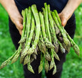 Asparagus Seeds - 200+ Heirloom Organic Mary Washington - Non-GMO - Fresh Gardening Seeds - Asparagus officinalis