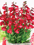 Penstemon Seeds - Eatons Red Hummingbird Perennial Beardtongue - 250 Non-GMO Seeds - Flowering Plants for Garden