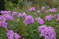Luc's Lilac Phlox Seeds - 100+ Pack for Garden Planting - Phlox subulata - USA Grown