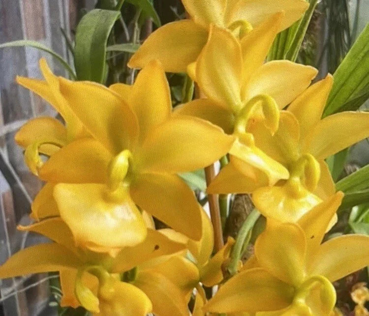 Orchid Plant Bulb Cyc Taiyhoung No #1 Smtoga Bare Root - Exotic Orchid Variety for Home and Garden