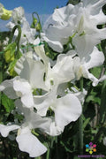 White Supreme Sweet Pea 50 Seeds - Perfect for Garden Planting - Lathyrus odoratus