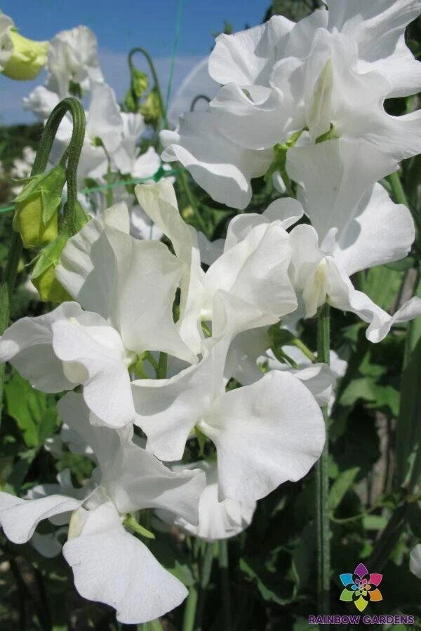 White Supreme Sweet Pea 50 Seeds - Perfect for Garden Planting - Lathyrus odoratus