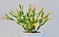 Dancing Bones Cactus 2" Plant - Hatiora salicornioides - Exotic Succulent for Unique Indoor Decor