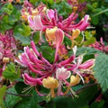 Honeysuckle Vine Plant - Rooted Starter - Candy Swirl Variety - Lonicera - Attracts Hummingbirds