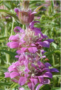 Lemon Mint Seeds - 1200 Seeds - Purple Variety - Attract Hummingbirds - Monarda citriodora