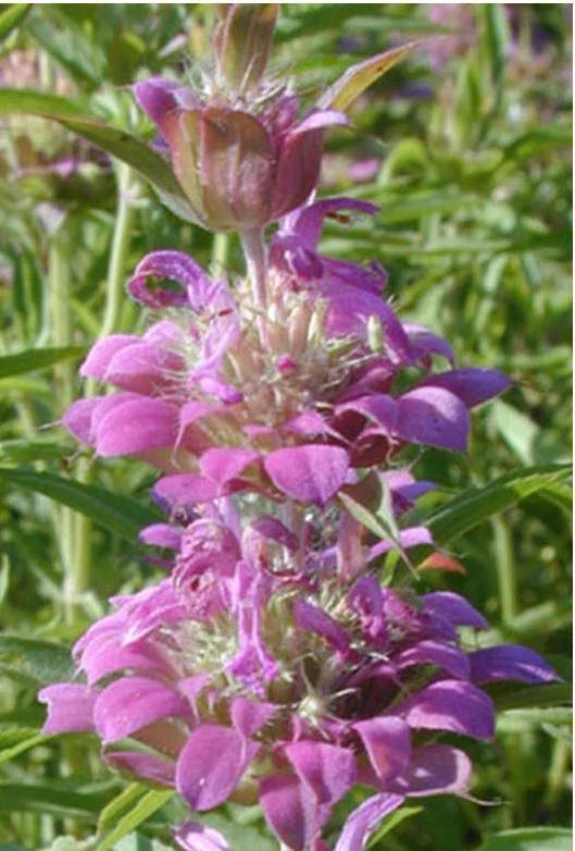 Lemon Mint Seeds - 1200 Seeds - Purple Variety - Attract Hummingbirds - Monarda citriodora