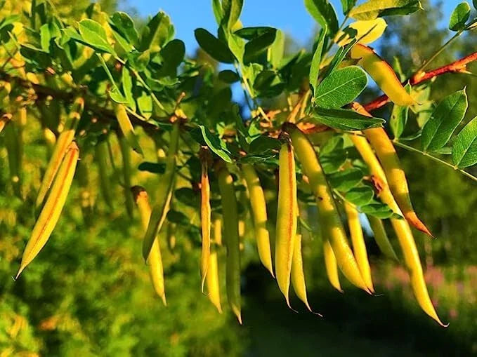 Siberian Peashrub Seeds for Planting - 30 Seeds - Attractive Blooming Bush - Caragana arborescens