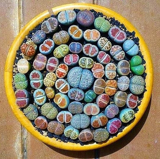 Mixed Lithops Succulent 100 Seeds, Pseudotruncatella Variety, Perfect for Indoor Gardening