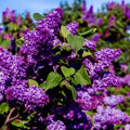 Common Lilac Tree Seeds - 20 Purple Flower Seeds - Fragrant Hardy Perennial - Syringa vulgaris