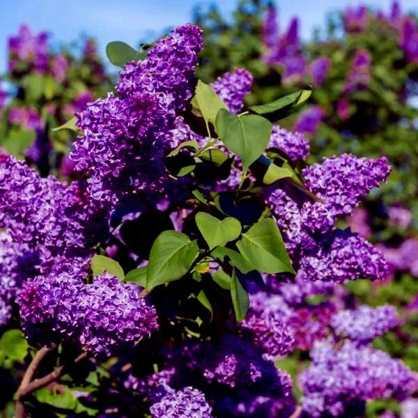 Common Lilac Tree Seeds - 20 Purple Flower Seeds - Fragrant Hardy Perennial - Syringa vulgaris