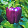 Purple Beauty Bell Pepper Seeds - 100+ Count - Majestic Violet - Capsicum annuum for 2025 Planting