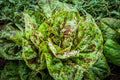 Freckles Romaine Lettuce Seeds - Fresh Heirloom Seed for Home Gardening - Lactuca sativa