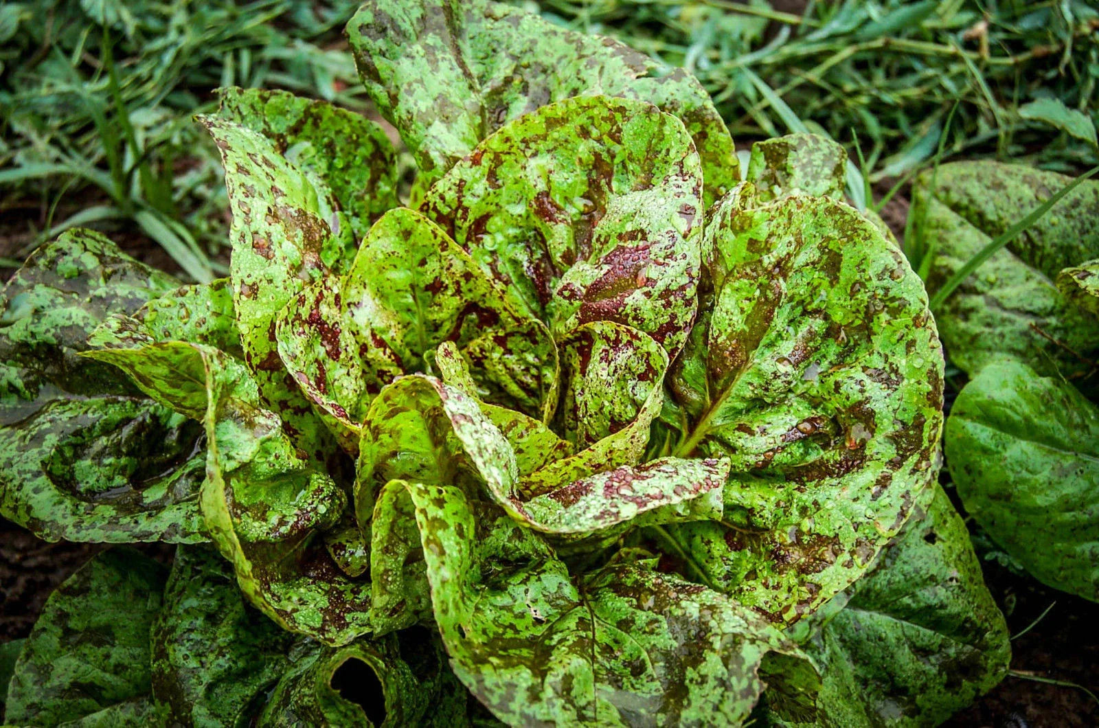 Freckles Romaine Lettuce Seeds - Fresh Heirloom Seed for Home Gardening - Lactuca sativa