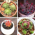 Rare Crassula Seeds - 100pcs Pack - Mixed Varieties - Succulent Seeds for Plant Lovers - Ideal for Gardening and Collecting