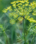 Dill Seeds (2000 Count) - Dukat Non-GMO Herb Seeds - Anethum graveolens